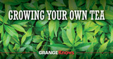 Growing Your Own Tea