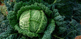 Harvesting Cold Weather Crops
