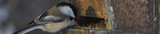 Have you cleaned your feeders recently?