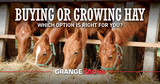 Hay – Should You Buy It or Grow It?
