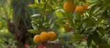 How to care for citrus plants in fall and winter