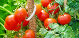 How to Plant Your Tomato Plants