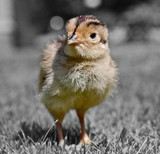 How to Raise Baby Pheasant, Chukar & Quail
