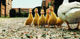 How to Raise Your Baby Ducks and Geese