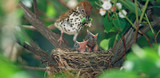 If You Find a Baby Bird
