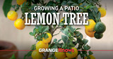 Growing a Patio Lemon Tree