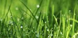 May Lawn & Garden Tips