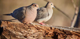 Mourning Dove