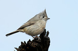 Oak Titmouse