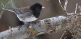 Dark Eyed Junco "Oregon Junco"