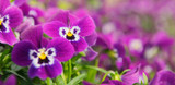 Planting Primroses & Pansies