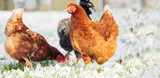 Preparing Backyard Flocks for Winter