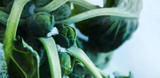 Preventing frost damage in your garden