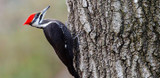 Preventing Woodpecker Damage