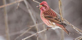 Purple Finch