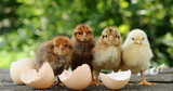 Baby Chickens for Sale at Grange Co-op - Care & Information