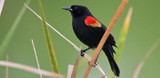 Red-Winged Blackbird