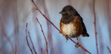 Spotted Towhee