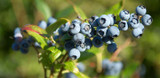 Starting Right with Blueberries