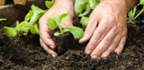 Starting Seeds