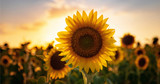 Sunflower: Sow and Grow Guide