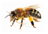 The Many Benefits of Beekeeping!