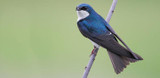 Tree Swallow