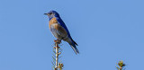 Western Bluebird