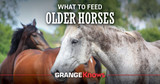 What To Feed Older Horses
