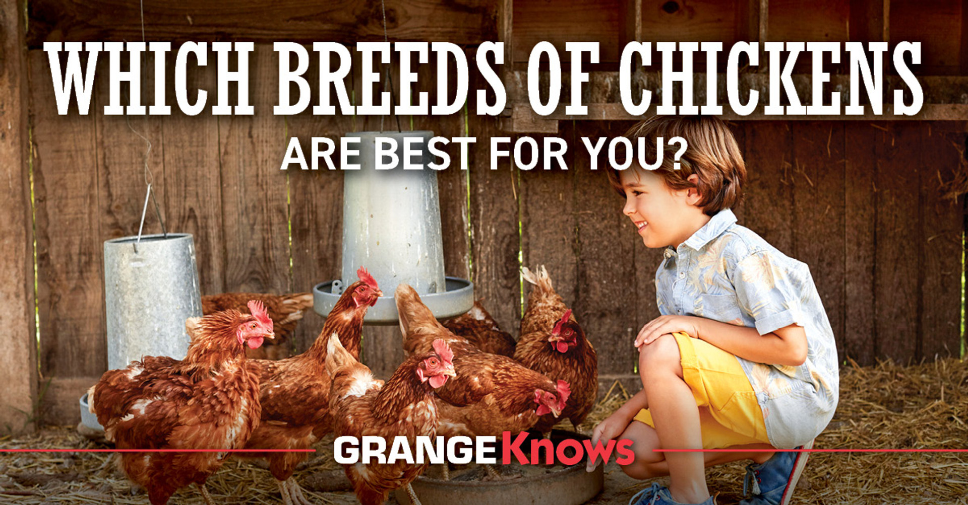 Which Breeds of Chickens Are Best for You? Grange Coop