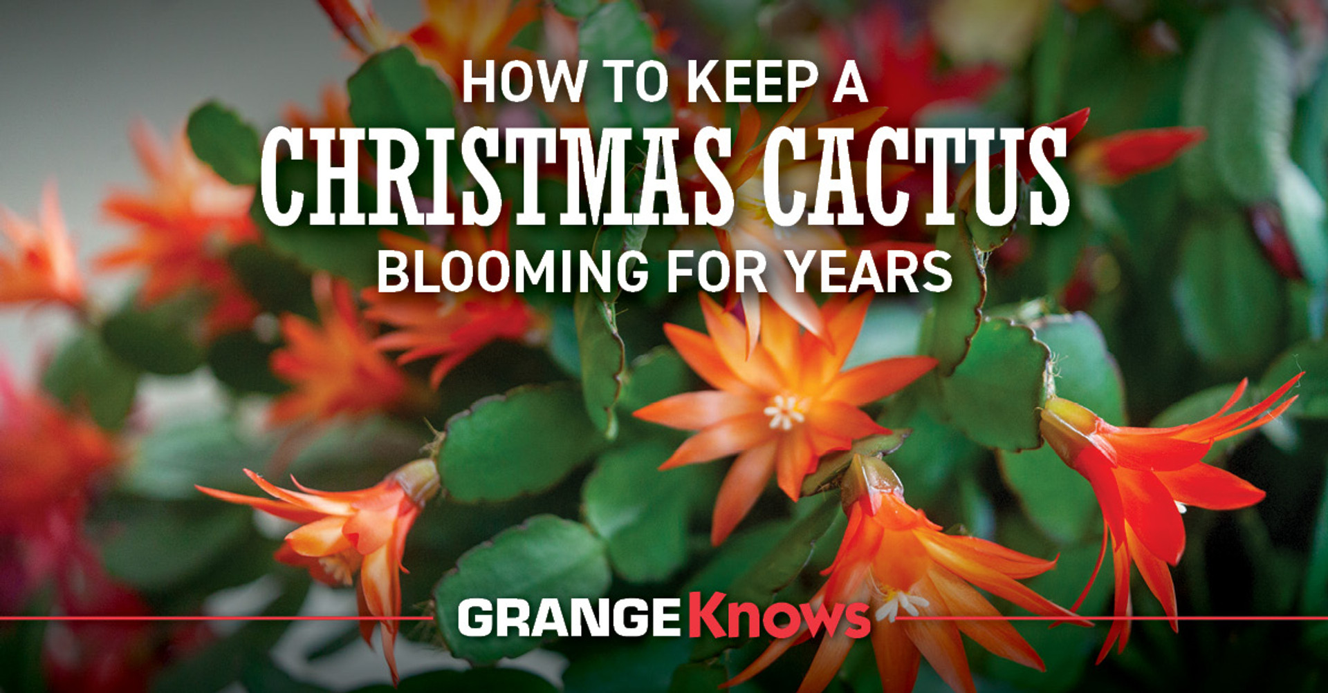 How to Keep a Christmas Cactus Blooming for Years Grange Coop