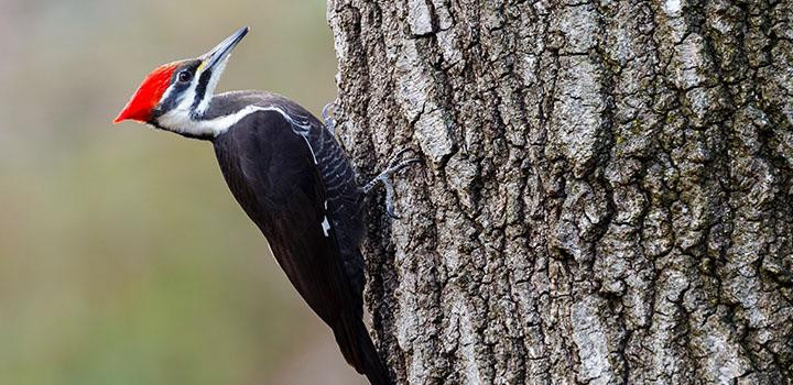 Preventing Woodpecker Damage Grange Coop