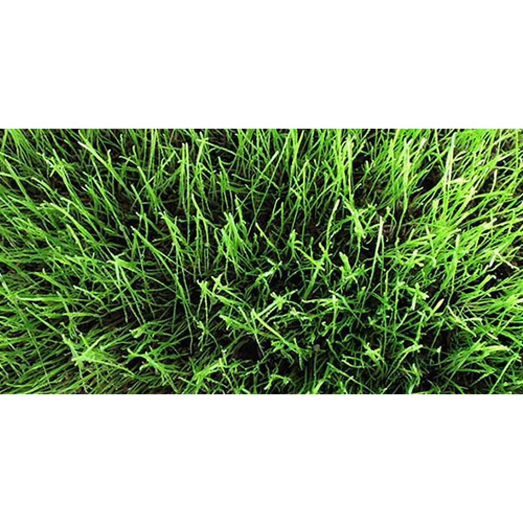 Bailey Seed Annual Ryegrass (Gulf) Seed