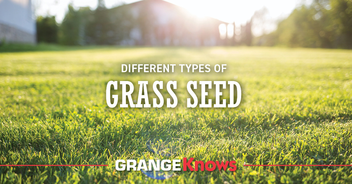 Different Types of Grass Seeds Grange Coop