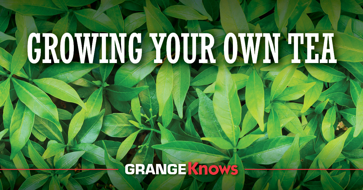 Growing Your Own Tea - Grange Co-op