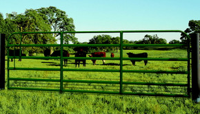 Powder River Classic 52" Gate With Lever Latch - 10'