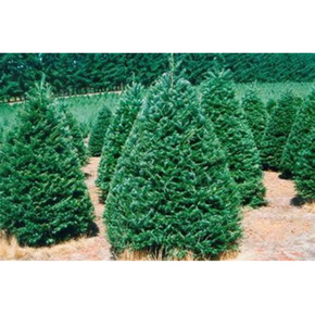 Holiday Tree Farms Grand Fir Christmas Tree - 5' - 6'