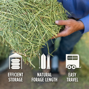 Standlee Premium Western Forage Orchard Grass Grab & Go Compressed Hay Bale 50 lb.