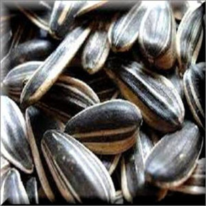 Black Striped Sunflower 40 lb bag