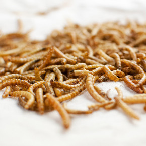 Happy Hen Mealworm Frenzy Poultry Treat - 3.5 oz Happy Hen Mealworm Frenzy Poultry Treat - 3.5 oz