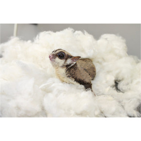 Exotic Nutrition All-Natural Nesting Material - 4 oz
