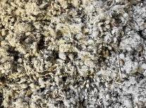 50# Cottonseed Hulls