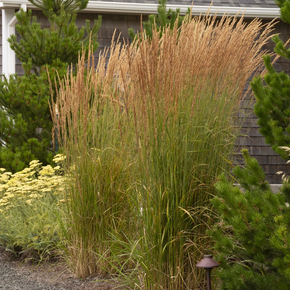 Foerster's Feather Reed Grass - 1 Gallon