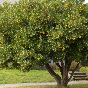 Dwarf Strawberry Tree - 2 Gallon