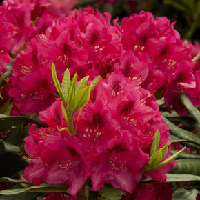 Nova Zembla Rhododendron - 2 Gallon