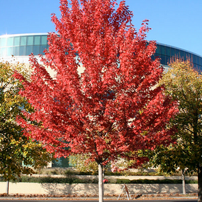 Autumn Blaze Maple