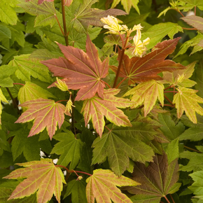 Pacific Fire Vine Maple - 3'X4'