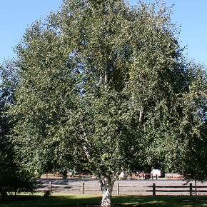 Jacquemontii Birch - 20 Gallon