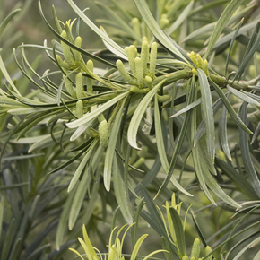 Shrubby Yew Podocarpus - 1 Gallon