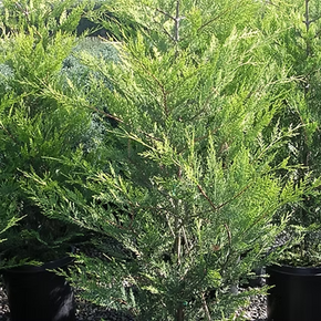 Golden Leyland Cypress - 2 Gallon